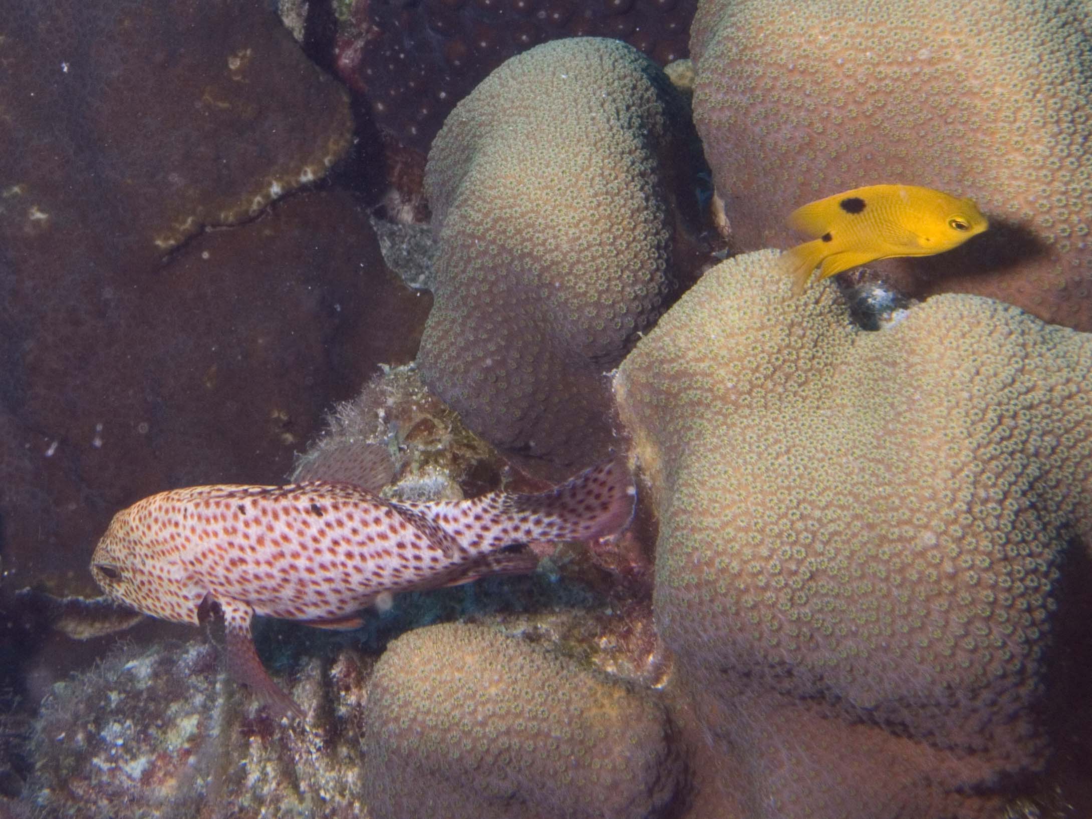 gal/Bonaire 2006/GraysbyDamselCropped5x3.jpg